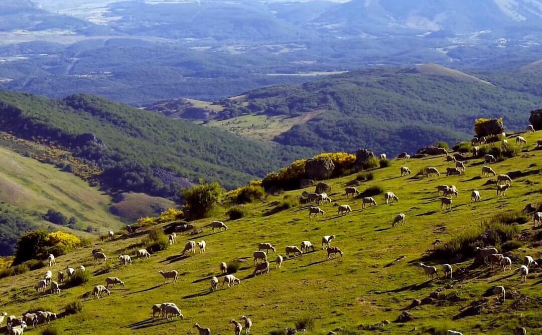 Un rebaño trashumante de más de mil ovejas recala en la localidad vallisoletana de Tordesillas