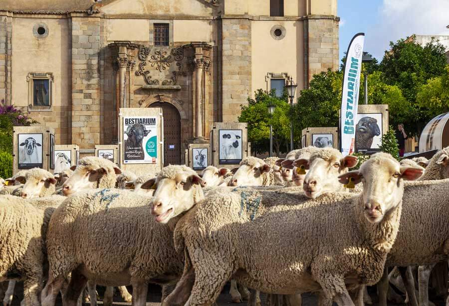 INTEROVIC presenta ROADSHOW la exposición trashumante del fotógrafo José Barea