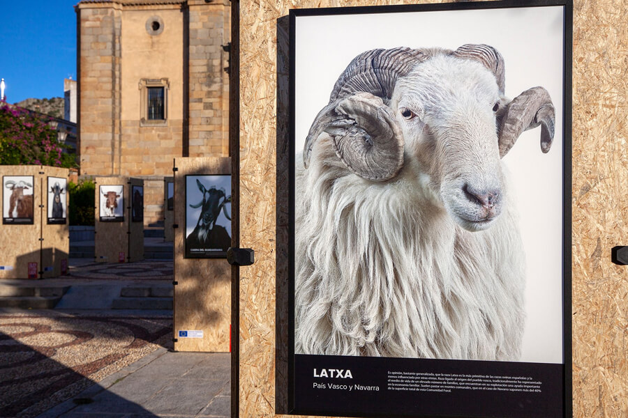 INTEROVIC inicia en Zamora la 2º etapa de su ROADSHOW BESTIARIUM, la exposición trashumante