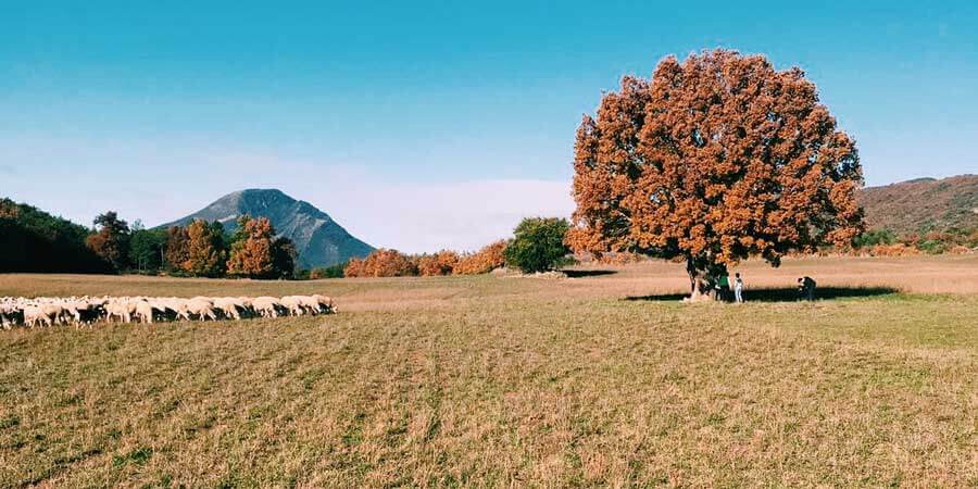 Los pastores y sus rebaños evitan incendios: El decálogo del excursionista responsable de este verano para ayudarles