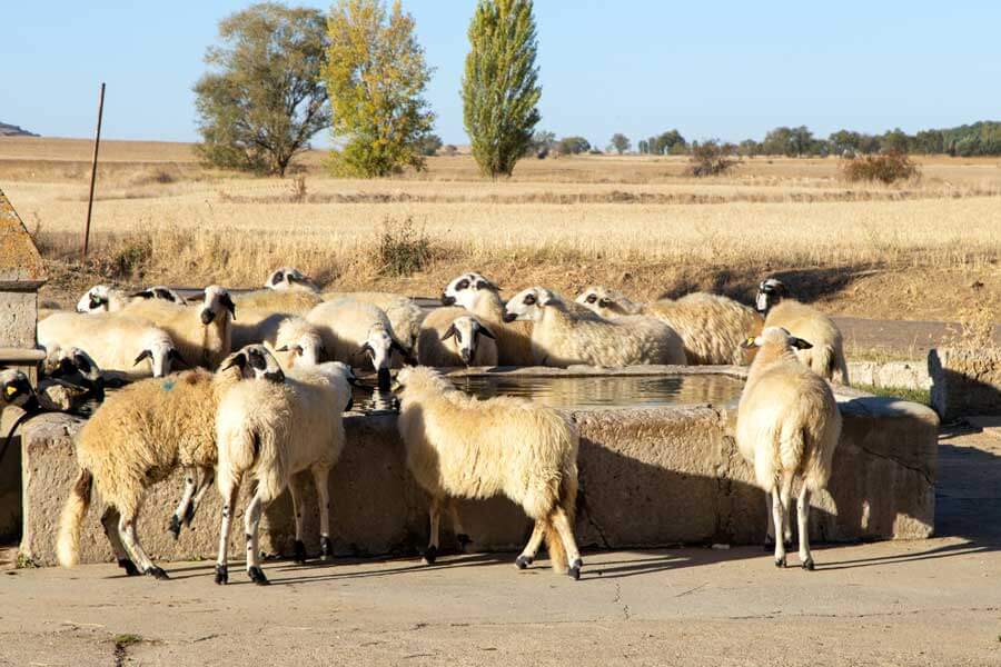 Tradiciones rurales de nuestros pueblos que seguro no conocías